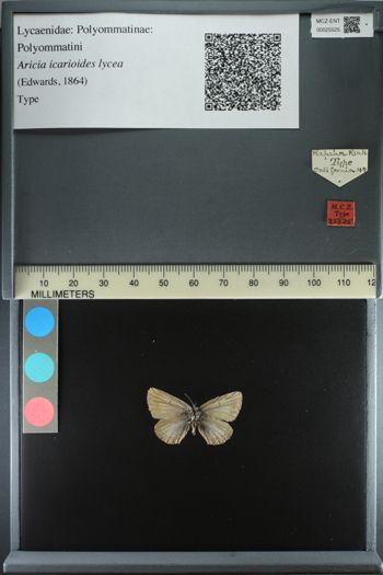 Media type: image;   Entomology 25525